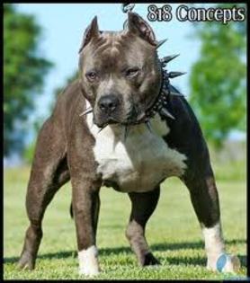 imagesCATYU2S1 - american pitbul vs amercan amstaff