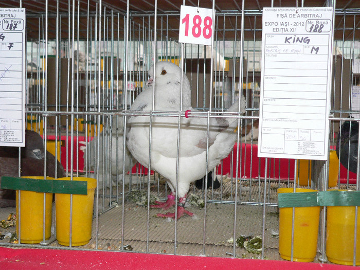 P1010157 - Porumbei mei in expozitie
