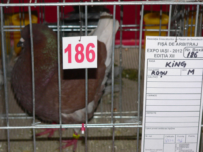 P1010035 - Porumbei mei in expozitie