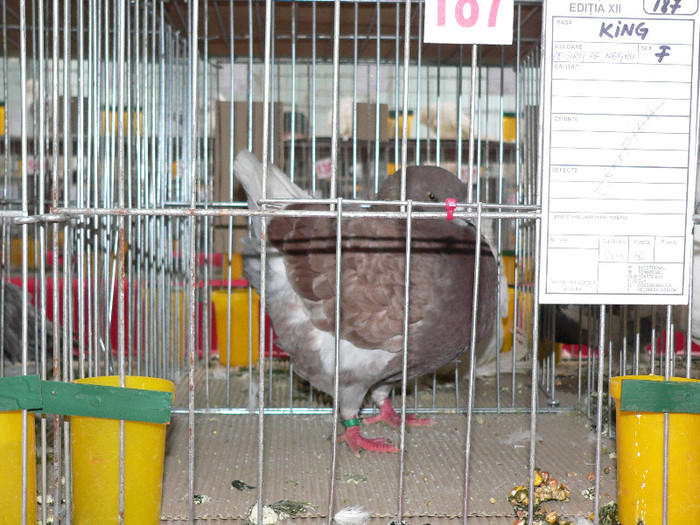 P1010159 - Porumbei mei in expozitie