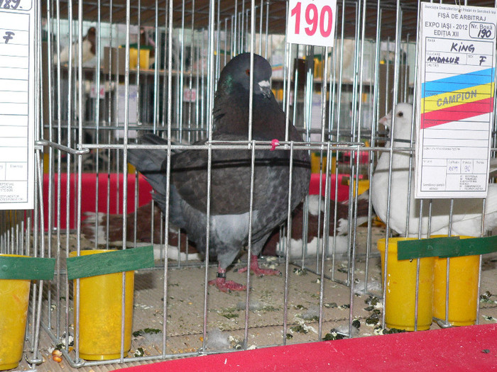 P1010075 - Porumbei mei in expozitie