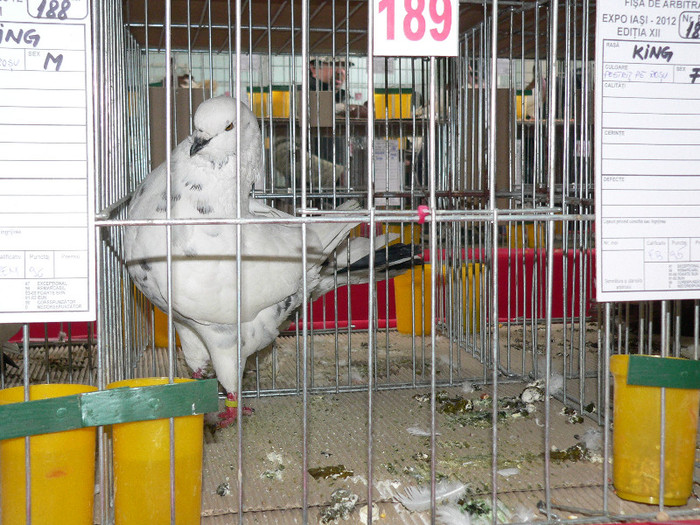 P1010076 - Porumbei mei in expozitie