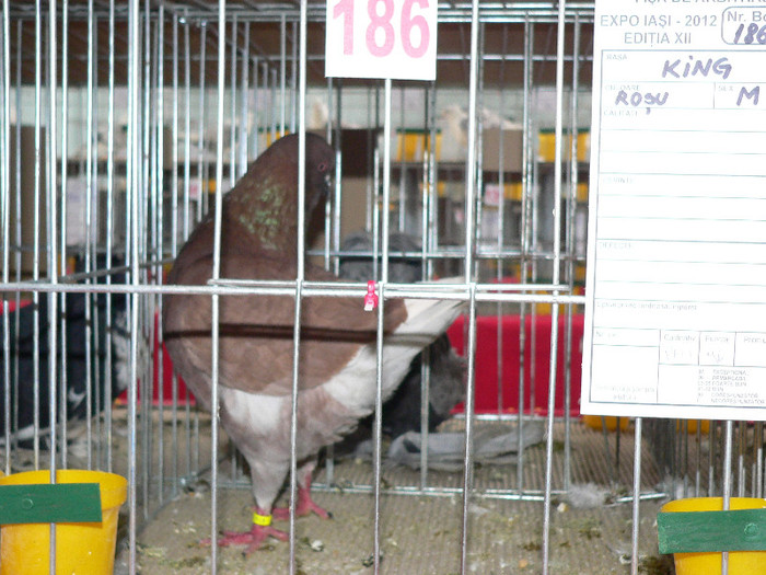 P1010078 - Porumbei mei in expozitie