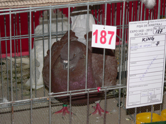 P1010034 - Porumbei mei in expozitie