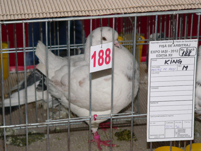 P1010033 - Porumbei mei in expozitie