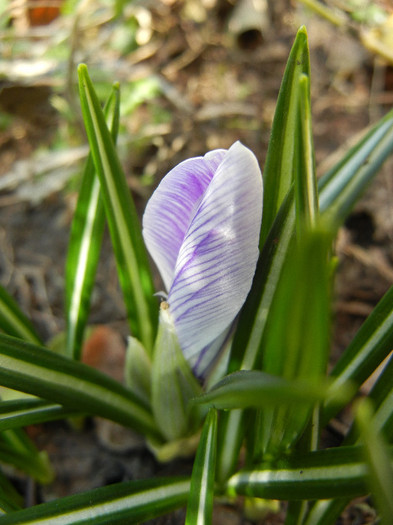 Crocus King of the Striped (2012, Mar.20)