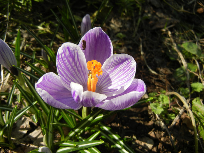 Crocus King of the Striped (2012, Mar.20) - Crocus King of the Striped