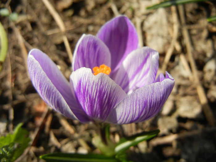 Crocus King of the Striped (2012, Mar.20)