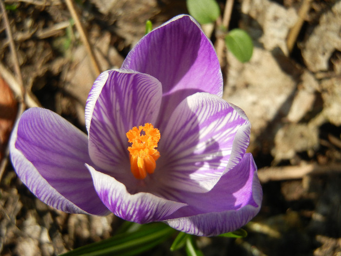 Crocus King of the Striped (2012, Mar.20)