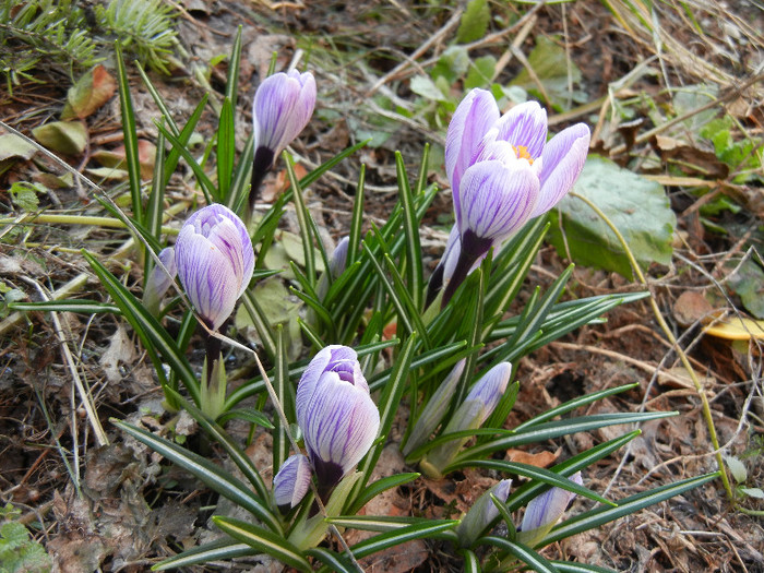 Crocus King of the Striped (2012, Mar.20)