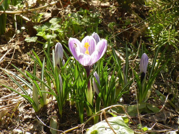 Crocus King of the Striped (2012, Mar.21)