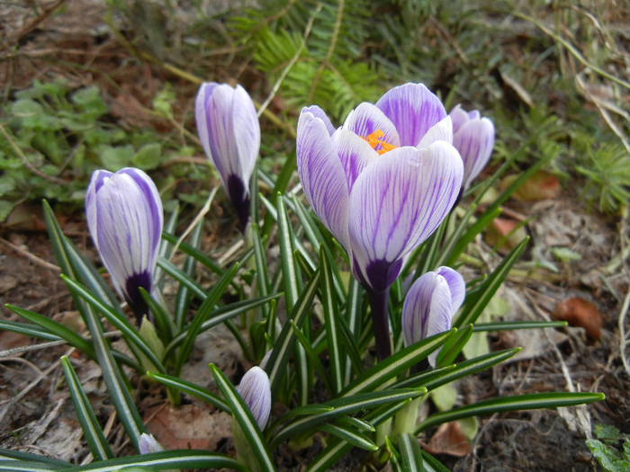 Crocus King of the Striped (2012, Mar.21) - Crocus King of the Striped