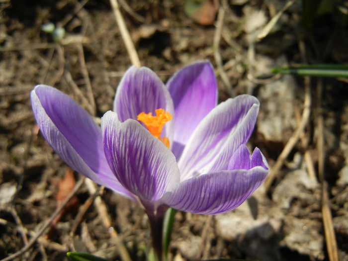 Crocus King of the Striped (2012, Mar.21) - Crocus King of the Striped