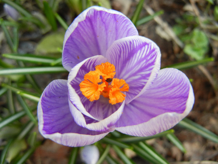 Crocus King of the Striped (2012, Mar.21)