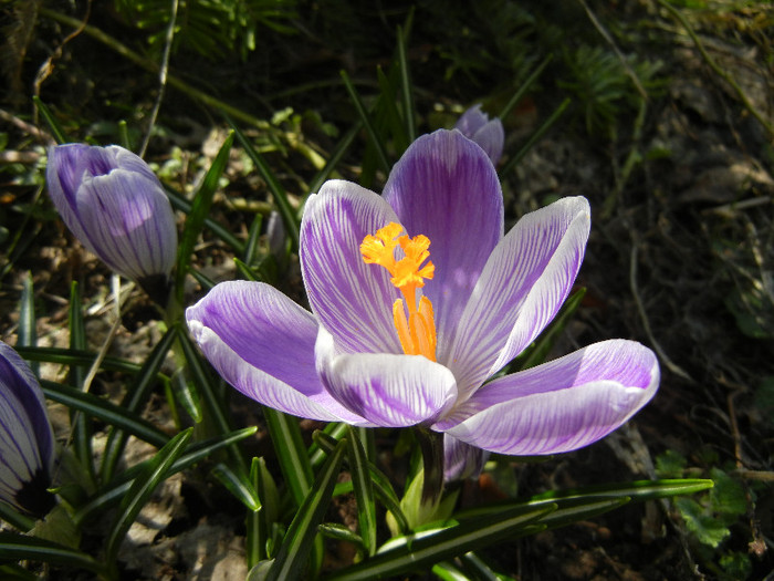 Crocus King of the Striped (2012, Mar.21)