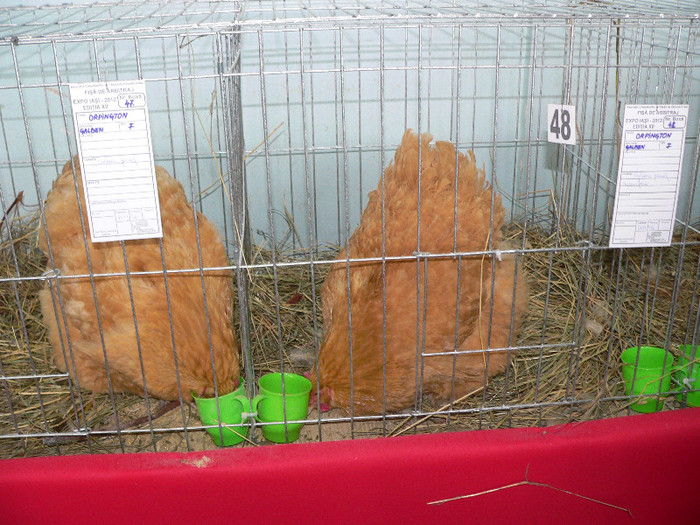 P1010045