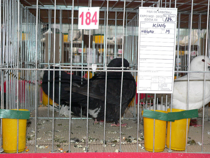 P1010082 - expozitie iasi 2012