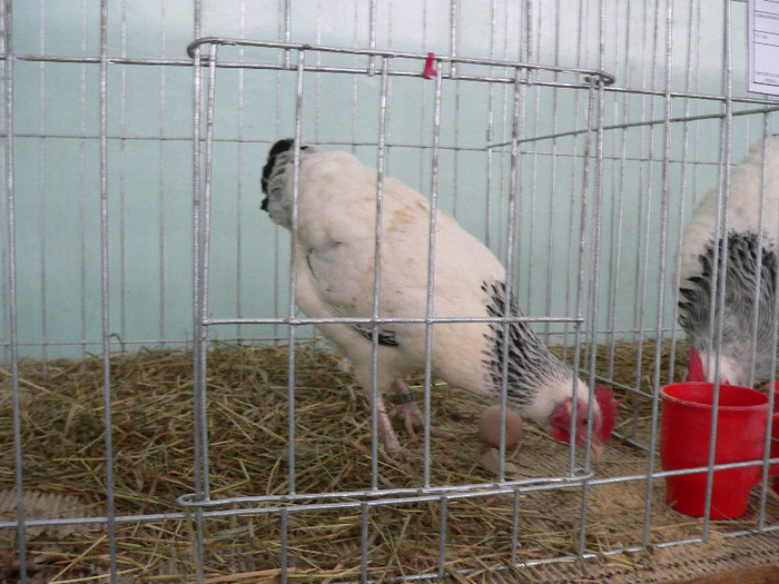 P1010096
