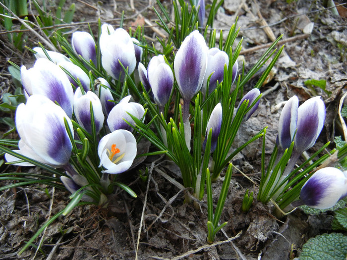 Crocus Prins Claus (2012, March 20)