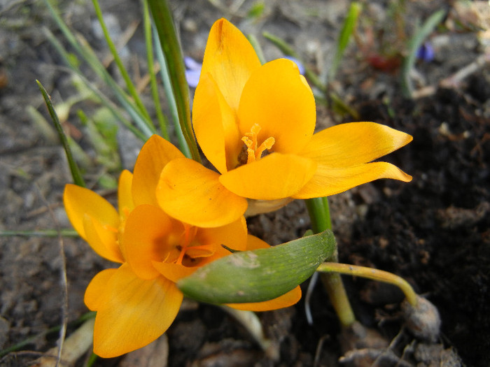 Crocus Gipsy Girl (2012, March 20)