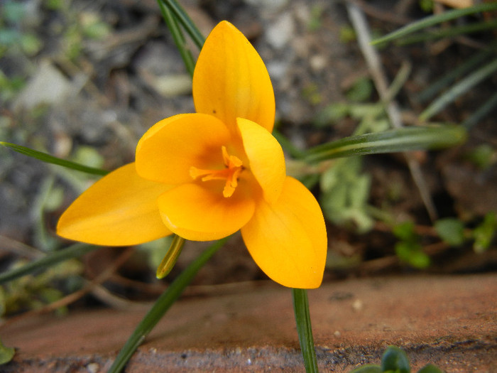 Crocus Gipsy Girl (2012, March 20)