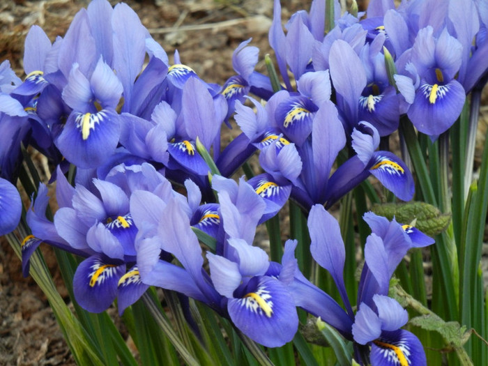 Iris reticulata Blue (2012, March 21)