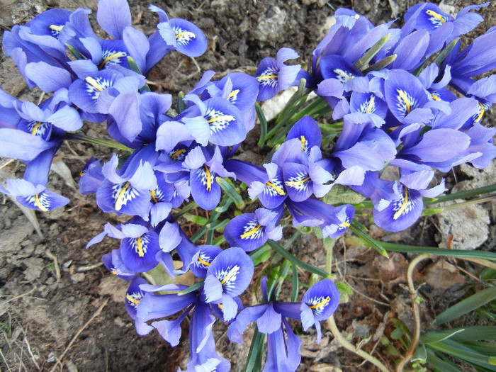 Iris reticulata Blue (2012, March 21) - Iris reticulata Blue