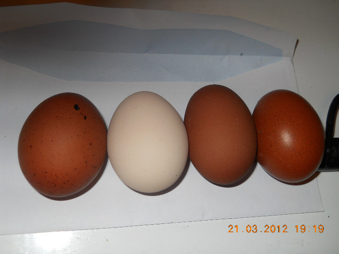 oua faverolles si marans; comparatie
