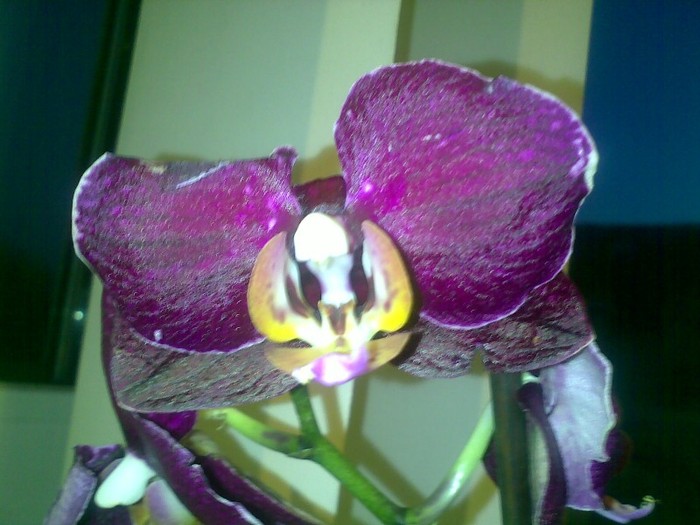 200320121560 - Doritaenopsis Pseudo Black Jack