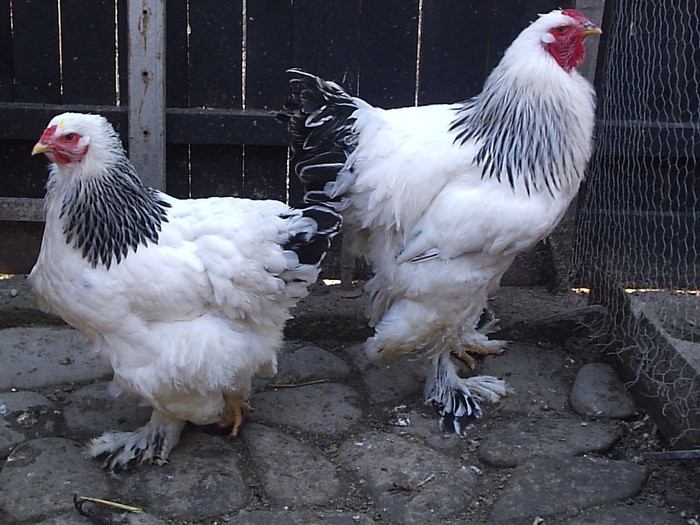 P1010029; brahman herminat
