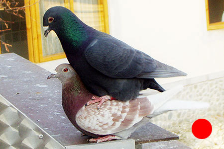 sex - porumbei