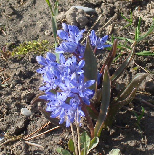 Viorele - FLORILE PRIMAVERII