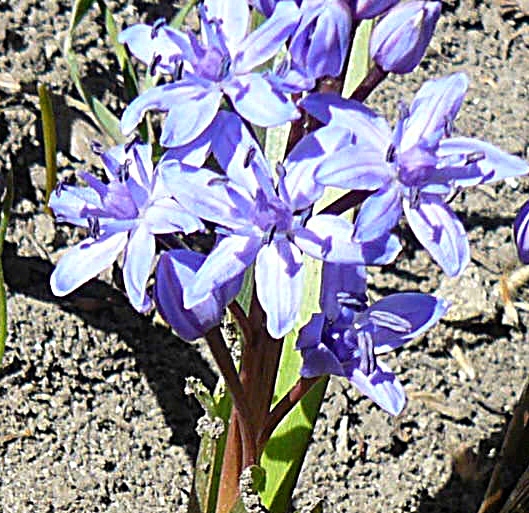 P1310450 - FLORILE PRIMAVERII