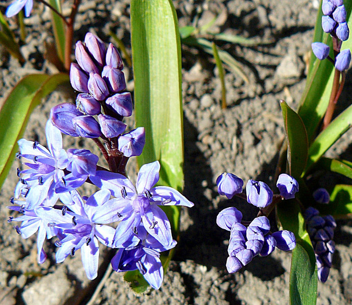 P1310453 - FLORILE PRIMAVERII