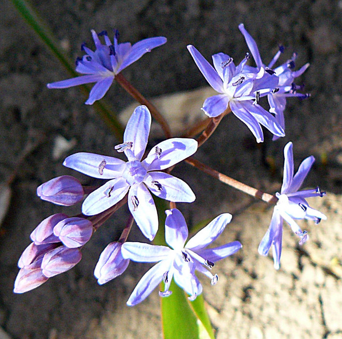 P1310460 - FLORILE PRIMAVERII