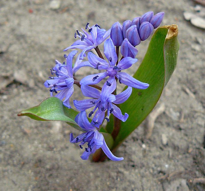 P1310490 - FLORILE PRIMAVERII