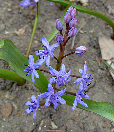 P1310496 - FLORILE PRIMAVERII