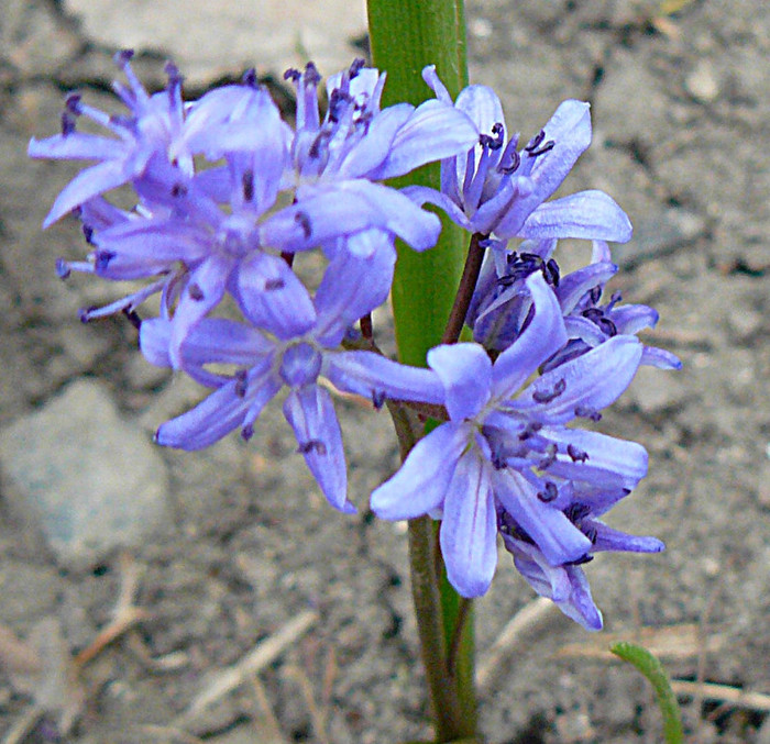 P1310499 - FLORILE PRIMAVERII