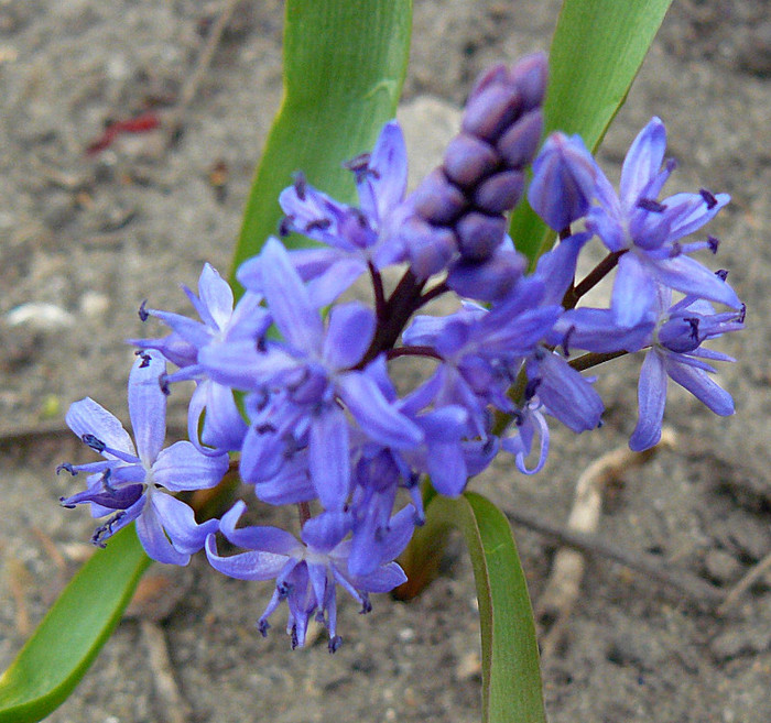 P1310502 - FLORILE PRIMAVERII