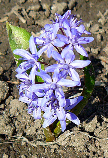 P1310600 - FLORILE PRIMAVERII