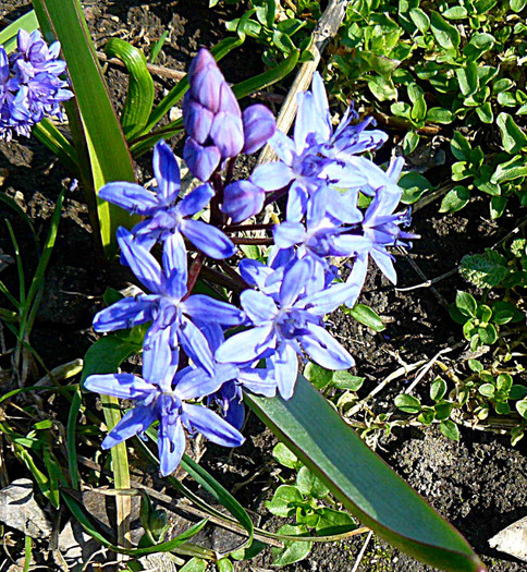 P1310622 - FLORILE PRIMAVERII