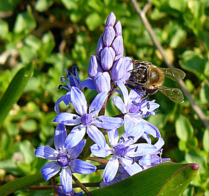 P1310626 - FLORILE PRIMAVERII