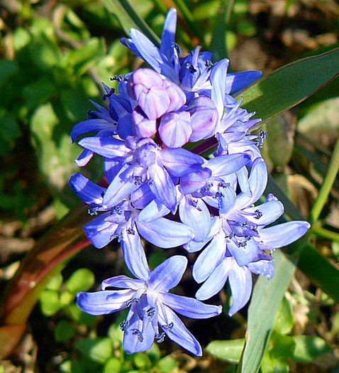 P1310630 - FLORILE PRIMAVERII