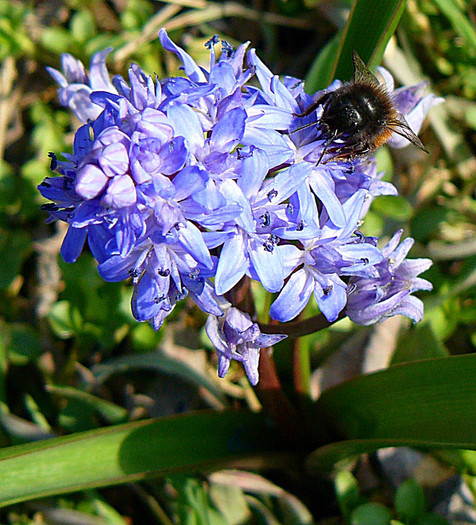 P1310633 - FLORILE PRIMAVERII