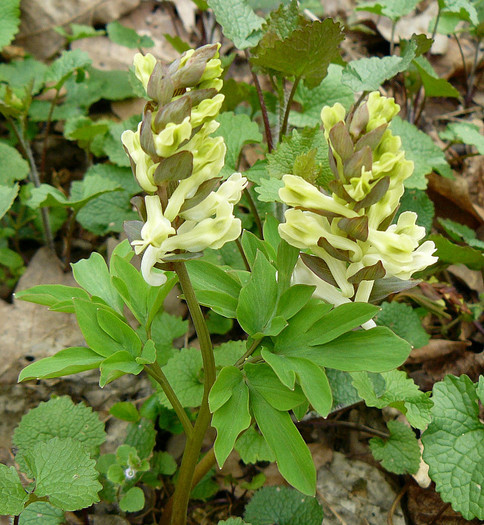 P1310859 - FLORILE PRIMAVERII