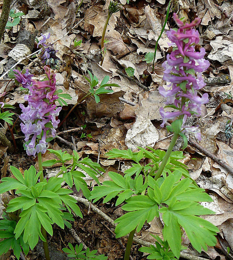 P1310883 - FLORILE PRIMAVERII