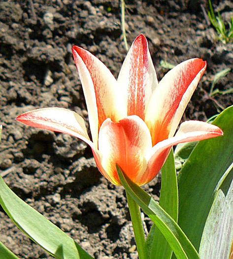 P1340740 - LALELE