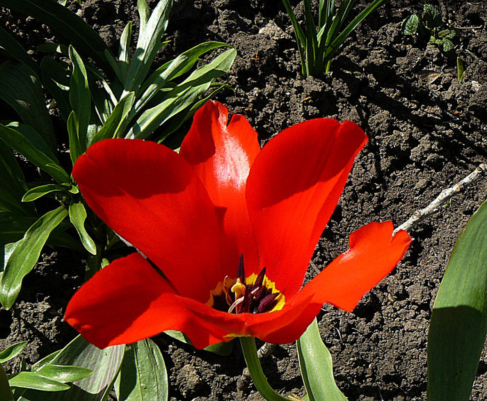 P1340745 - LALELE