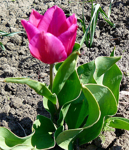 P1340772 - LALELE