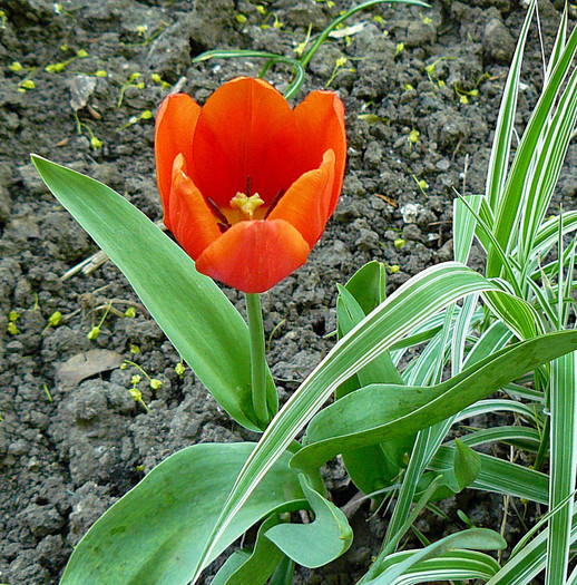 P1350482 - LALELE